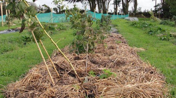 การคลุมดินราสเบอร์รี่