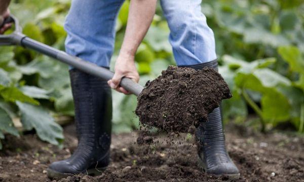 การเตรียมดิน