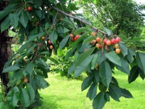 เวลาที่ดีที่สุดในการย้ายต้นเชอร์รี่ไปที่อื่นคือเมื่อไหร่ และจะต้องทำอย่างไรให้ถูกต้อง?