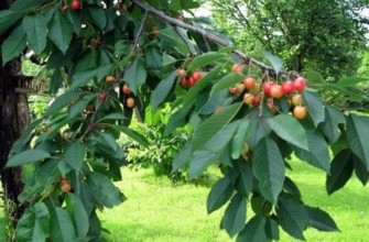 เชอร์รี่