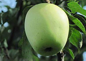 คำอธิบายและชนิดย่อยของต้นแอปเปิลพันธุ์ Sakharny Arkad เทคโนโลยีการเพาะปลูก