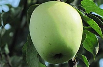 แอปเปิ้ลอาร์คาด