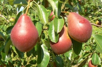 ลูกแพร์ เอฟิโมวา สง่างาม