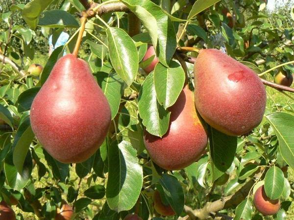 poire élégante Efimova