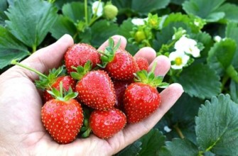 สตรอเบอร์รี่อีวิสดีไลท์