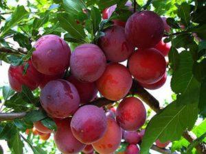 Description et technologie de culture de la variété de prune Red Ball