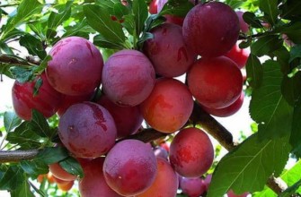 ลูกพลัมสีแดง