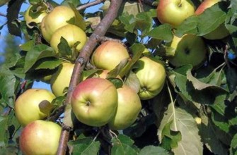 ต้นแอปเปิ้ล บราตชูด