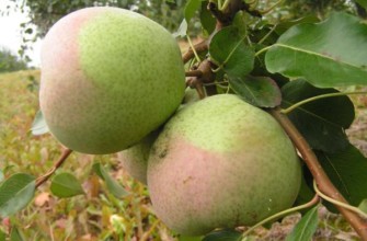 ลูกแพร์พันธุ์โรกเนดา