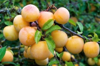 พลัมหิ่งห้อย