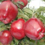 แอปเปิ้ลเรดชีฟ