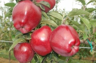 แอปเปิ้ลเรดชีฟ