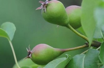 ลูกแพร์บนกิ่ง