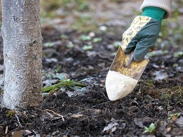 Fertilisation des poires