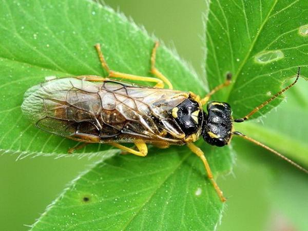 Tenthrède du pommier