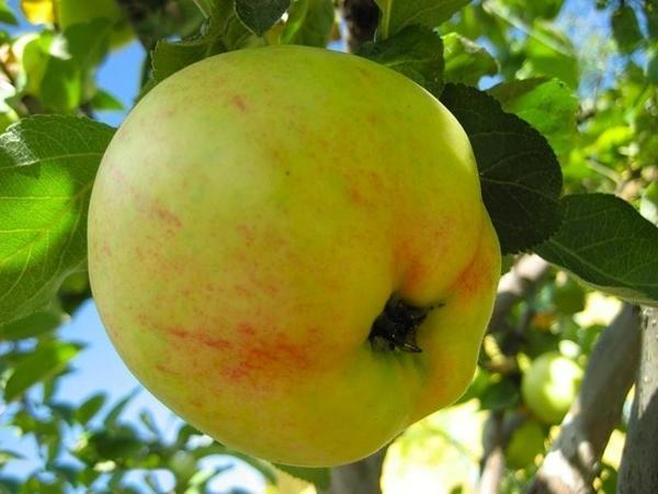 ต้นแอปเปิ้ลโบโรวินก้า