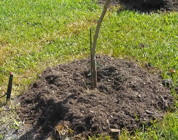 การคลุมดินพลัม