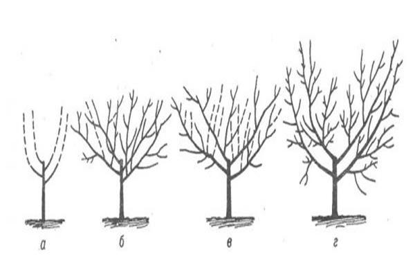 Formation de la couronne de poire
