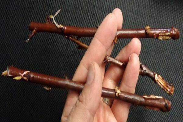 การขยายพันธุ์พลัม