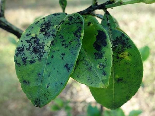 Moisissure fuligineuse sur une poire