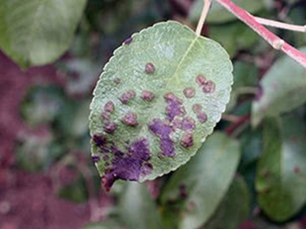 ตกสะเก็ด