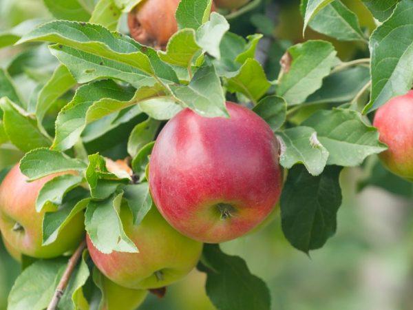 ต้นกล้า