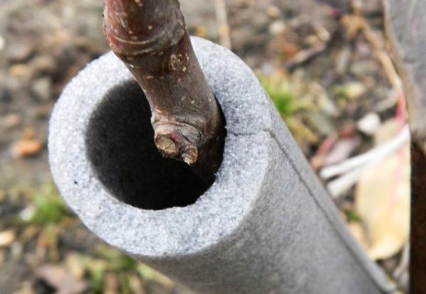 préparer les poires pour l'hiver