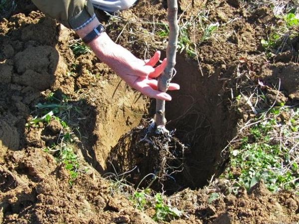 Planter un pommier