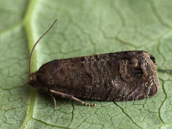 ผีเสื้อกลางคืนลูกแพร์