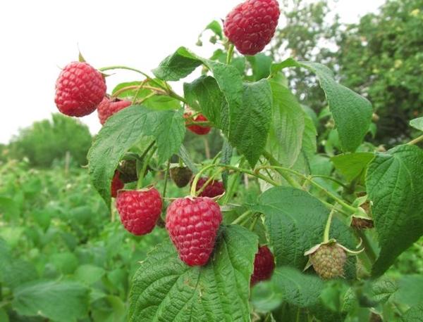 Framboise