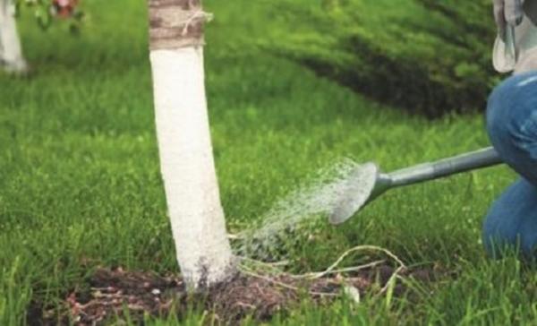 การรดน้ำต้นแอปเปิ้ล