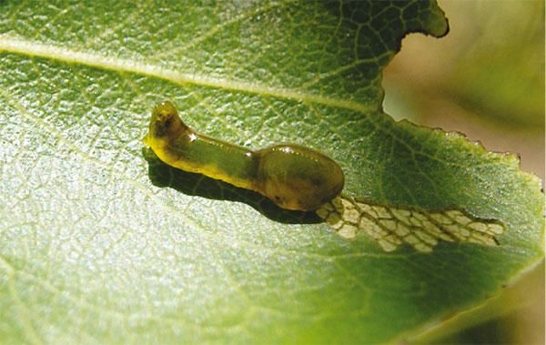 เพลี้ยจักจั่นเหนียว