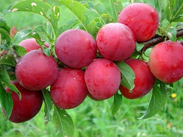 ลูกพลัมสีแดง