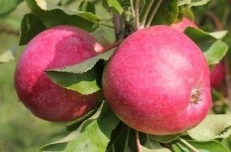 ต้นแอปเปิลเวนยามินอฟสโก