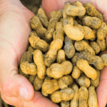 ถั่วลิสง