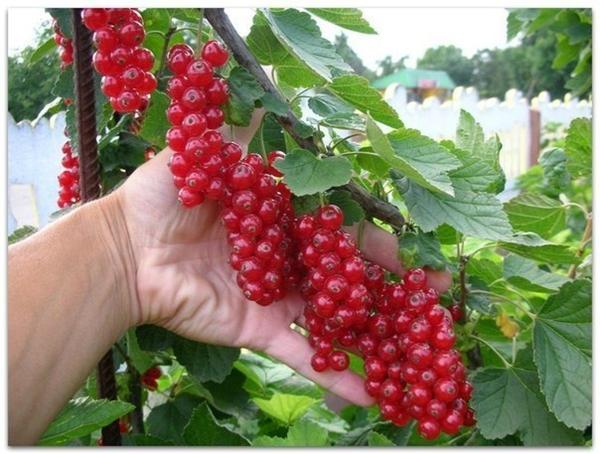 ลูกเกดแดงอันเป็นที่รัก