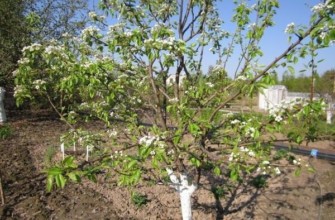 ต้นแพร์