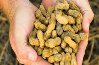 ถั่วลิสง