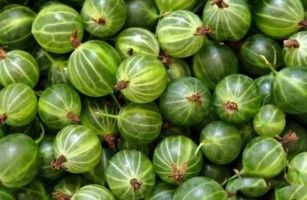 ซอสมะยม