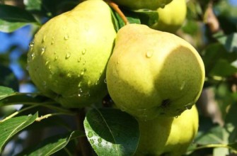 ลูกแพร์มอสค์วิชก้า