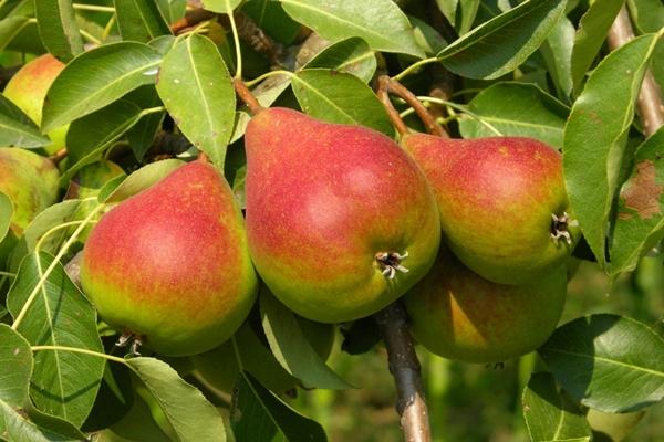 poire élégante Efimova