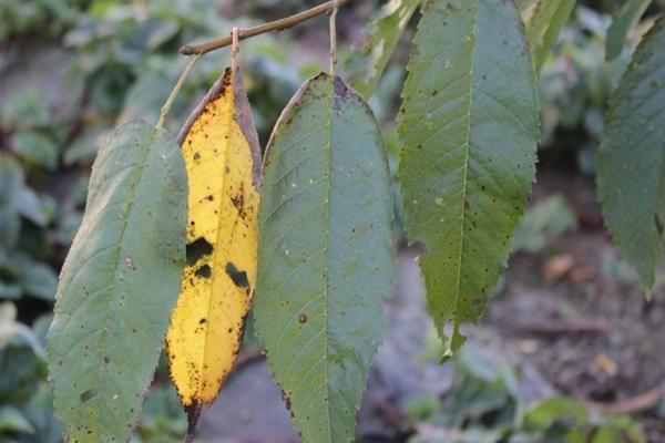 โรคโคโคไมโคซิสของเชอร์รี่พลัม