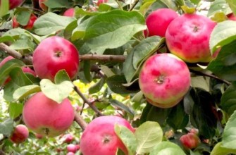 ต้นแอปเปิ้ลโบโรวินก้าสีแดง