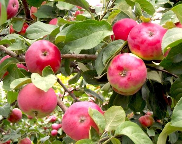 ต้นแอปเปิ้ลโบโรวินก้าสีแดง