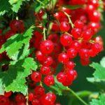 ลูกเกดแดงอันเป็นที่รัก