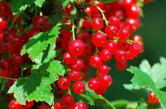 groseille rouge bien-aimée