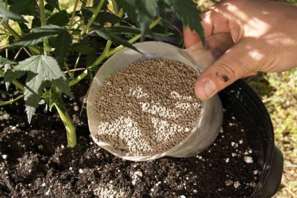 การใส่ปุ๋ยลูกแพร์