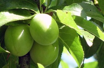 โรคกระเป๋าหน้าท้องของลูกพลัมเชอร์รี่