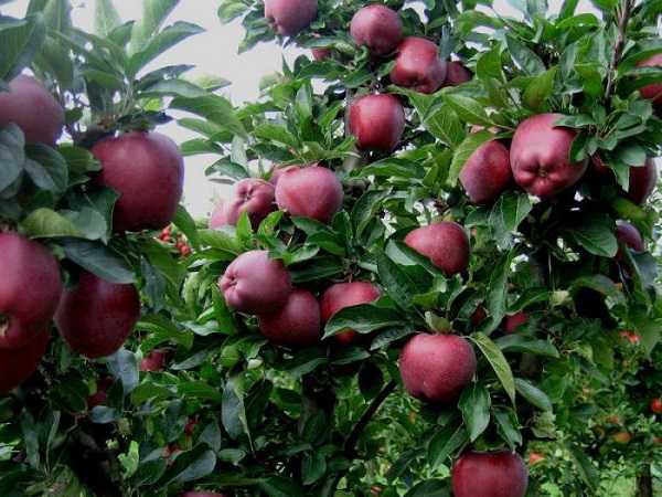 แอปเปิ้ลเรดชีฟ