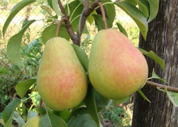 ลูกแพร์พันธุ์โรกเนดา